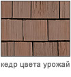 золотой кедр